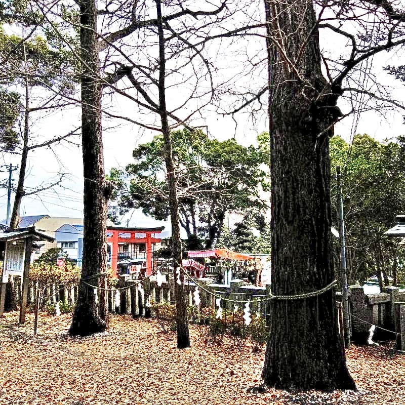 玉前神社さまの子授け・子宝いちょう