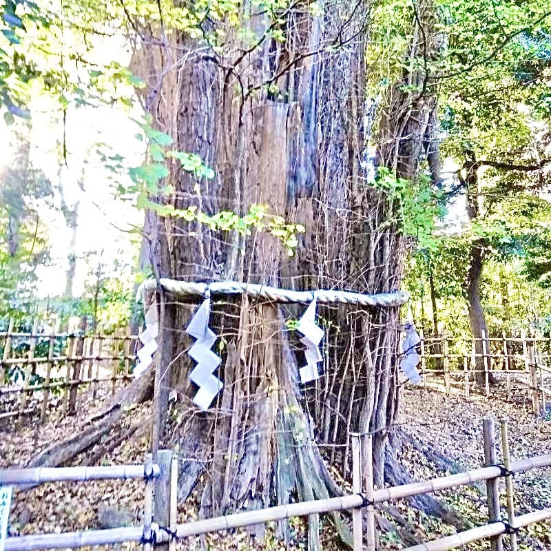 大國魂神社「ご神木」