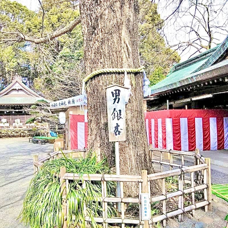 ご神門をくぐって左右にある夫婦銀杏。ご本殿に向かって右にある大きな木が「男銀杏」で雄株のため、銀杏の実をつけないのが特徴です。