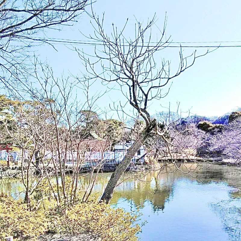 鶴岡八幡宮さま境内にある源氏池です。三つの島が浮かんでいるのは、源氏の繁栄（産）に通ずるものと云われています。