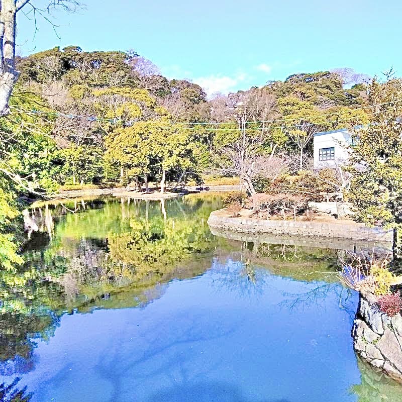 鶴岡八幡宮さま境内にある平家池です。四つの島が浮かんでいるのは、平家の衰退（死）に通ずるものと云われています。