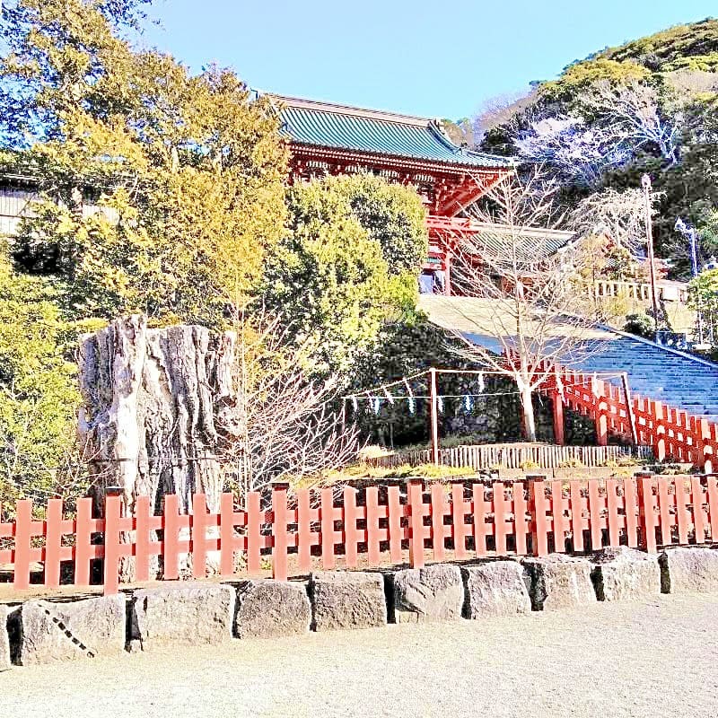 鶴岡八幡宮さまのご本殿に向かう大石段横にある親銀杏・子銀杏です。2010年に倒伏した樹齢1000年の親銀杏の横に子銀杏が育っている姿が印象的な場所です。