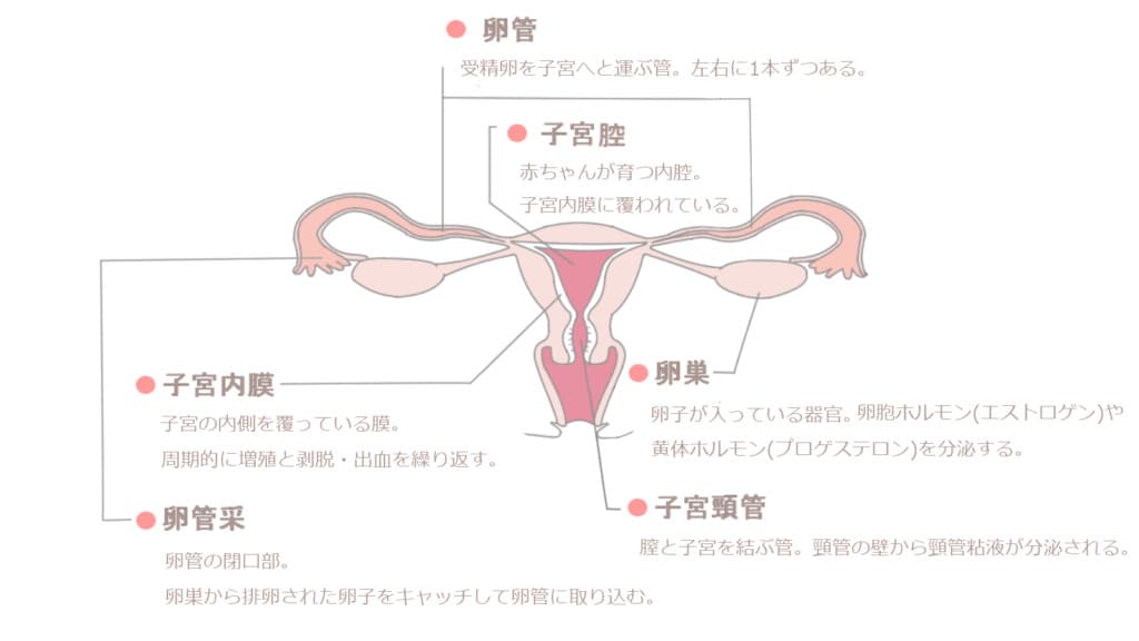 女性器の構造（正面）