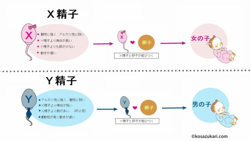 4人目は待望の男の子！産み分けの確率と成功の秘訣