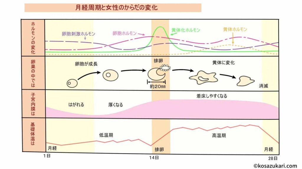 4人目は絶対女の子！ 確率UPと産み分け成功への道しるべ