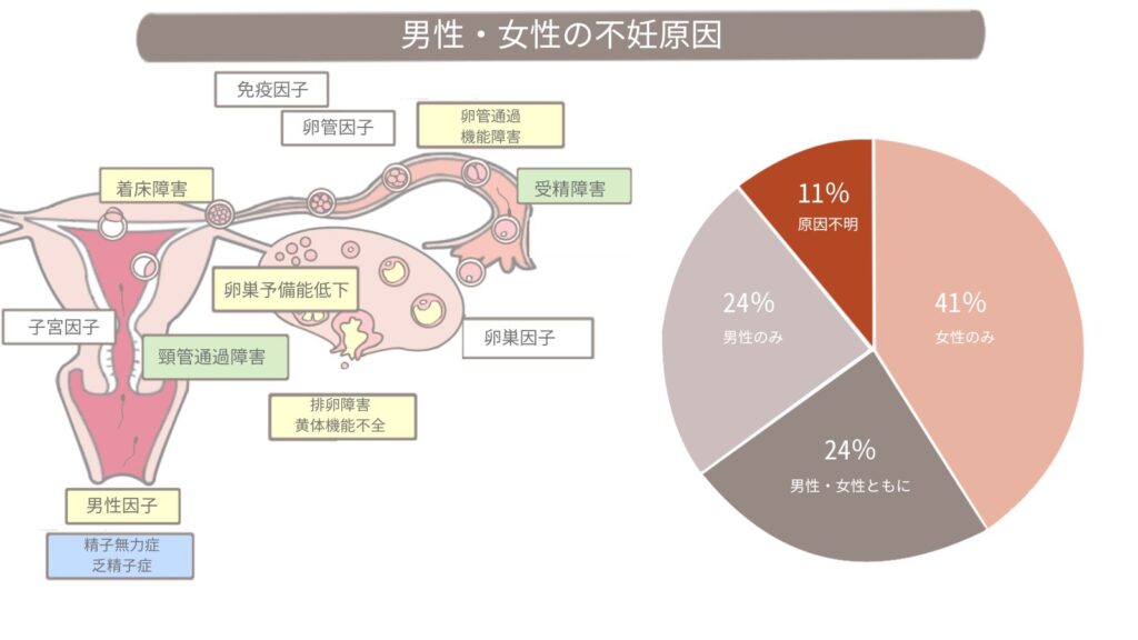 男性不妊症とは?原因の約半数を占める男性側の問題と基礎知識